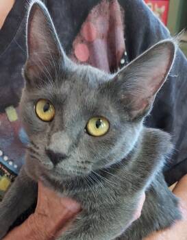 Rescue Domestic Short Hair Cats for Adoption in Corrales, New Mexico - Buffy | PetCurious