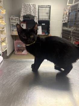 Bach -  Domestic Short Hair Cat for Adoption in Cincinnati, Ohio - Bach | PetCurious