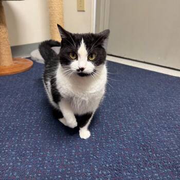 American Shorthair Cats Available for Adoption - Akyra | PetCurious