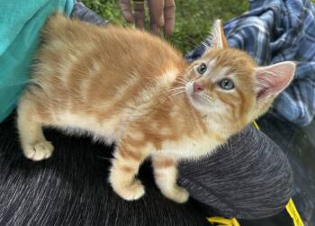 Tofu -  Domestic Short Hair Cat for Adoption in Elkins, West Virginia - Tofu | PetCurious