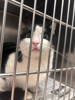 Domestic Short Hair Cats Available for Adoption - Skitz | PetCurious