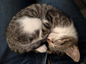 Domestic Short Hair Cats Available for Adoption in Minneapolis, Minnesota - Sverdrup / Arus Lintas | PetCurious
