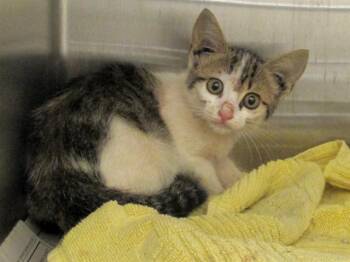 Rescue Domestic Short Hair Cats for Adoption in Tustin, California - LADY CAPULET | PetCurious