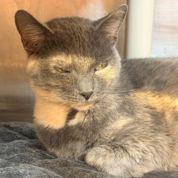 Domestic Short Hair Cats Available for Adoption - Betty | PetCurious