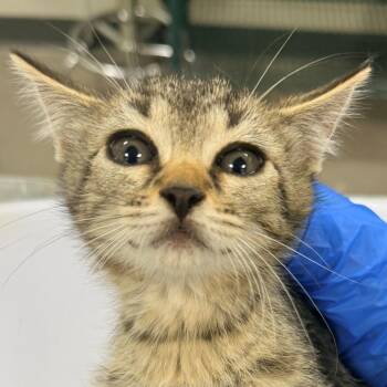 108677 -  Domestic Short Hair Cat for Adoption in Las Cruces, New Mexico - 108677 | PetCurious