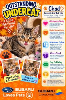 Chad -  Domestic Short Hair Cat for Adoption in Winter Haven, Florida - Chad | PetCurious