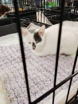 Lily -  Domestic Short Hair Cat for Adoption in San Jacinto, California - Lily | PetCurious