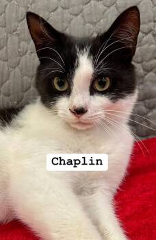 Rescue Domestic Short Hair Cats for Adoption in Emerald Isle, North Carolina - Chaplin | PetCurious