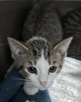 Rescue Domestic Short Hair Cats for Adoption in Cumming, Georgia - Mason | PetCurious
