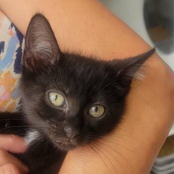 Pria -  Domestic Short Hair Cat for Adoption in Hernando, Mississippi - Pria | PetCurious