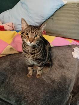 Domestic Short Hair Cats Available for Adoption in Charlotte, North Carolina - BINKY | PetCurious