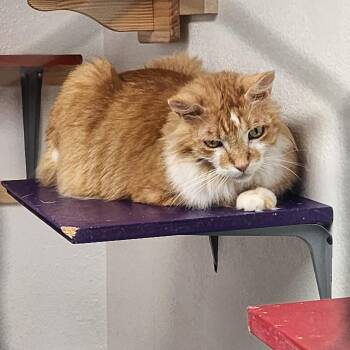Twinkle -  Domestic Long Hair Cat for Adoption in Yarnell, Arizona - Twinkle | PetCurious