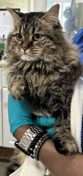 MAEVE -  Maine Coon Cat Available for Adoption - MAEVE | PetCurious