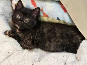 Isla -  Domestic Short Hair Cat for Adoption in Hinckley, Illinois - Isla | PetCurious