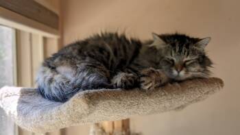 Rescue Domestic Long Hair Cats for Adoption - Mufasa | PetCurious