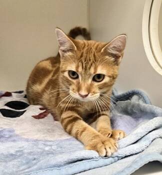 TONY -  Domestic Short Hair Cat for Adoption in Texas City, Texas - TONY | PetCurious