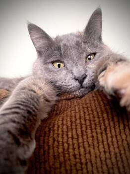 Rescue Domestic Short Hair Cats for Adoption in Fredericton, New Brunswick - Josephine | PetCurious