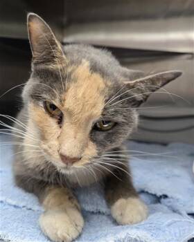 Rescue Domestic Short Hair Cats for Adoption in Conroe, Texas - KENZIE | PetCurious