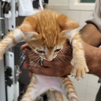 Julius -  Domestic Short Hair Cat for Adoption in Lake Panasoffkee, Florida - Julius | PetCurious
