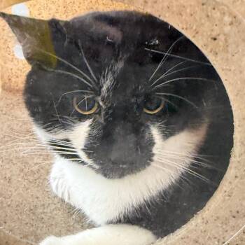 Garlic -  Domestic Short Hair Cat for Adoption in Philadelphia, Pennsylvania - Garlic | PetCurious