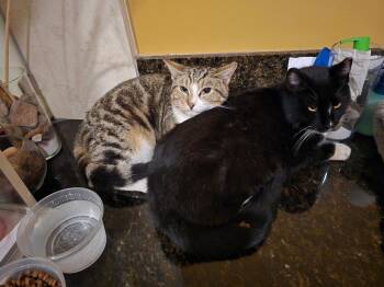 Domestic Short Hair Cats Available for Adoption - Pepper & Angel (Courtesy Post) | PetCurious