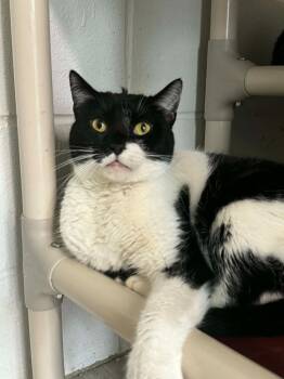Domestic Short Hair Cats Available for Adoption in Marion, Ohio - Candice | PetCurious
