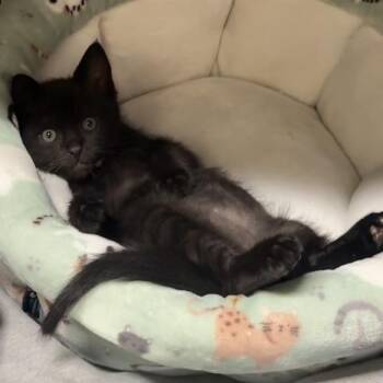 Wand -  American Shorthair Cat for Adoption in Newberg, Oregon - Wand | PetCurious