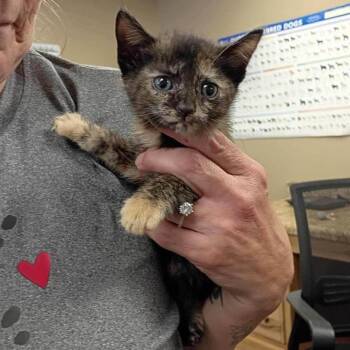 Domestic Short Hair Cats Available for Adoption - Grace (in Chestertown, MD) | PetCurious