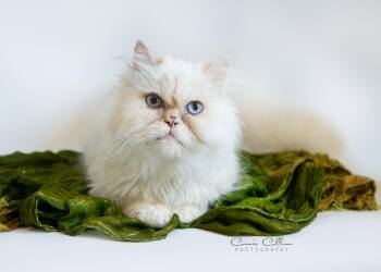 Toby -  Himalayan Cat for Adoption in Birmingham, Alabama - Toby | PetCurious