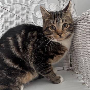 Domestic Short Hair Cats Available for Adoption - Cyrille Arundel 55727 | PetCurious