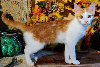 Rescue Domestic Short Hair Cats for Adoption in Franklin, Tennessee - KITTEN CLARENCE | PetCurious