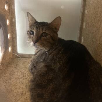 Precious -  Domestic Short Hair Cat for Adoption in Philadelphia, Pennsylvania - Precious | PetCurious