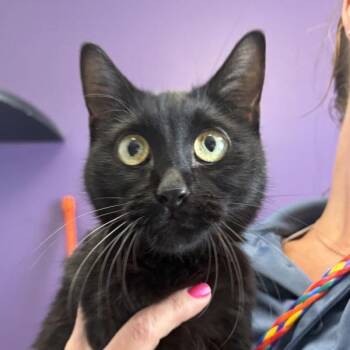 *Venti* -  Domestic Short Hair Cat for Adoption in Salt Lake City, Utah - *Venti* | PetCurious