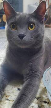 Lucky -  Domestic Short Hair Cat for Adoption in Glendale, Arizona - Lucky | PetCurious