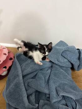 Crash -  Domestic Short Hair and Tuxedo Cat for Adoption in Somerset, Kentucky - Crash | PetCurious