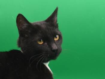 Yoko -  Domestic Short Hair Cat Available for Adoption in Portland, Oregon - Yoko | PetCurious