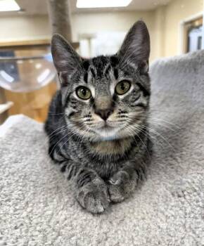Minnow -  Domestic Short Hair Cat for Adoption in Medina, Ohio - Minnow | PetCurious