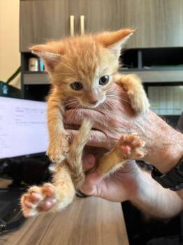 Beach -  Domestic Short Hair Cat for Adoption in Disputanta, Virginia - Beach | PetCurious