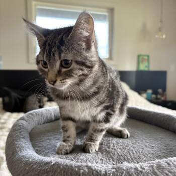 Domestic Short Hair Cats Available for Adoption in Spokane, Washington - Smoosh | PetCurious