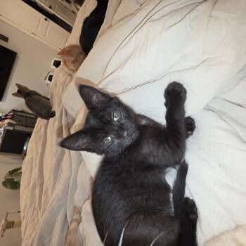 Dot -  Domestic Short Hair Cat for Adoption in Lawrenceville, Georgia - Dot | PetCurious