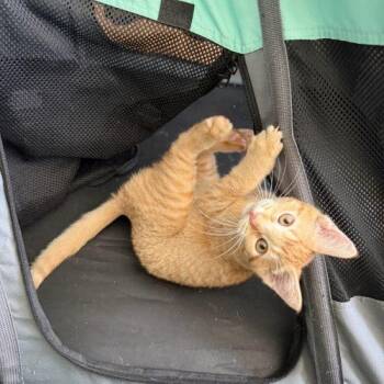 Muffin -  Domestic Short Hair Cat for Adoption in Kenosha, Wisconsin - Muffin | PetCurious