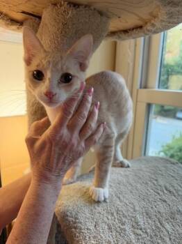 Fisher -  Domestic Short Hair Cat for Adoption in Camp Hill, Pennsylvania - Fisher | PetCurious