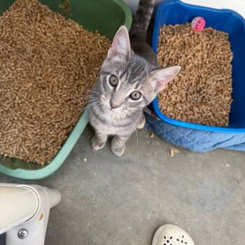 Baron -  Domestic Short Hair Cat for Adoption in Mankato, Minnesota - Baron | PetCurious