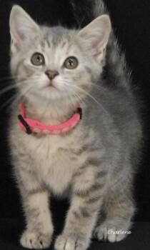 Febreze -  Domestic Short Hair and Tabby Cat for Adoption in Newland, North Carolina - Febreze | PetCurious