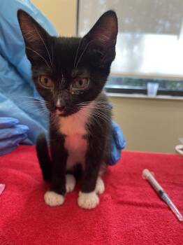 Serano -  Domestic Short Hair Cat for Adoption in Raleigh, North Carolina - Serano | PetCurious