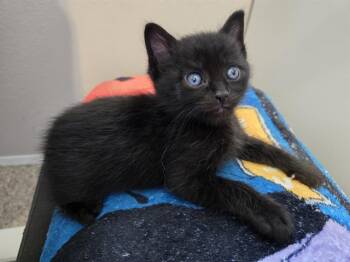 JACK -  Domestic Short Hair Cat for Adoption in Kent, Washington - JACK | PetCurious