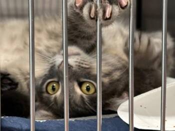 Benedict -  Domestic Medium Hair and Domestic Short Hair Cat for Adoption in Bridgewater, New Jersey - Benedict | PetCurious