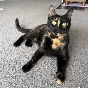 Marzipan -  Domestic Short Hair Cat for Adoption in Chicago, Illinois - Marzipan | PetCurious