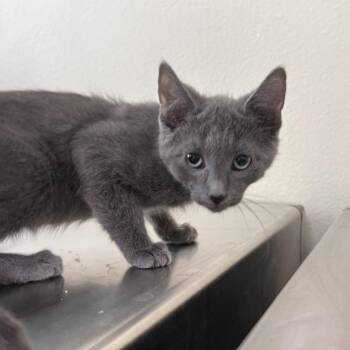 Domestic Short Hair Cats Available for Adoption in Las Vegas, Nevada - John | PetCurious