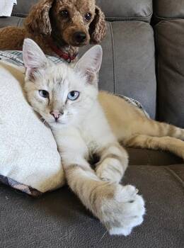 Marcus -  Domestic Short Hair Cat for Adoption in Pocatello, Idaho - Marcus | PetCurious